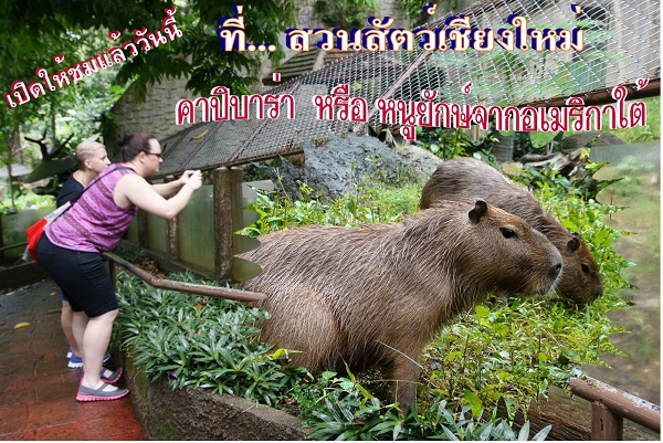 สวนสัตว์เชียงใหม่ได้เปิดโอกาสให้นักท่องเที่ยวและน้องๆได้ชมความน่ารักของหนูยักษ์ คาปิมาร่า หนูยักษ์จากอเมริกาใต้แล้ว 