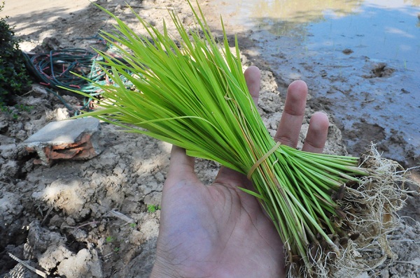 อุทยานหลวงราชพฤกษ์ ปลูกข้าวแปลงแรก ที่สวนเกษตรทฤษฎีใหม่เพื่อเตรียมจัดแสดงในงานเทศกาลชมสวน (Flora Festival 2013)