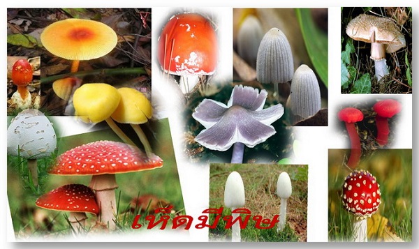 สาธารณสุขจังหวัดเชียงใหม่ เตือนประชาชน อย่ากินเห็ดป่าที่ไม่รู้จักอาจเกิดอันตรายถึงชีวิตได้