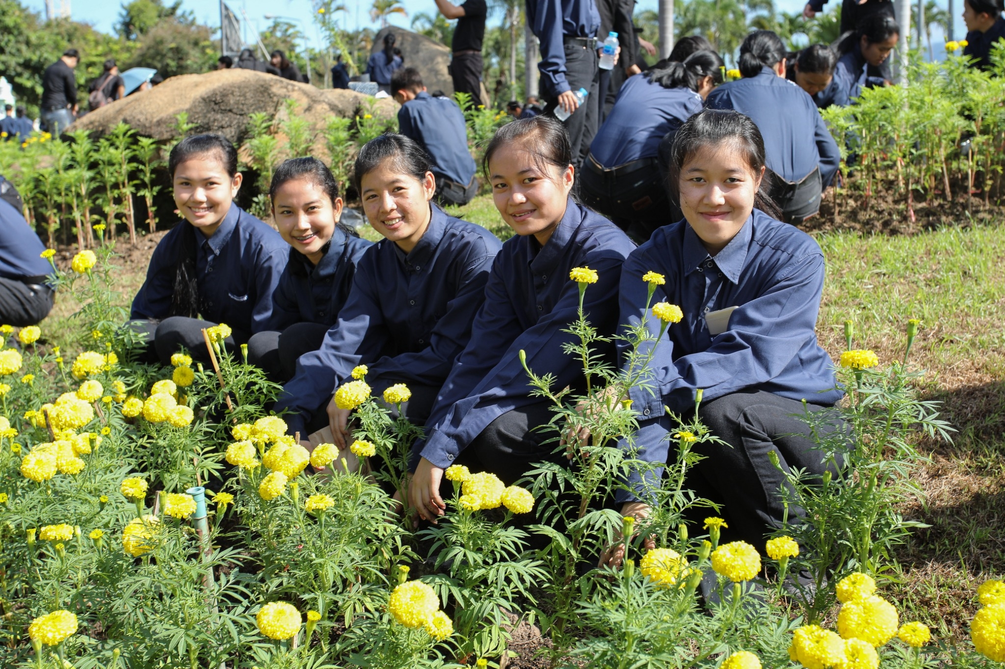 ชาวแม่โจ้รวมพลังปลูกดาวเรืองถวายพ่อ