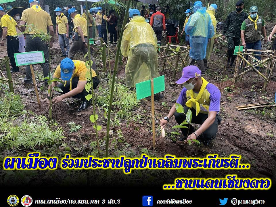 ผาเมือง ร่วมประชาปลูกป่าเฉลิมพระเกียรติ ชายแดนเชียงดาว