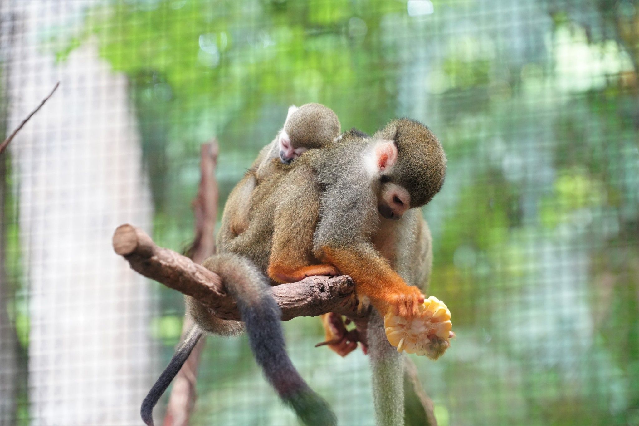 เชียงใหม่ไนท์ซาฟารี ต้อนรับสมาชิกใหม่สุดน่ารัก “ลูกลิงกระรอก” สัตว์ป่าขนาดเล็กจากทวีปอเมริกาใต้
