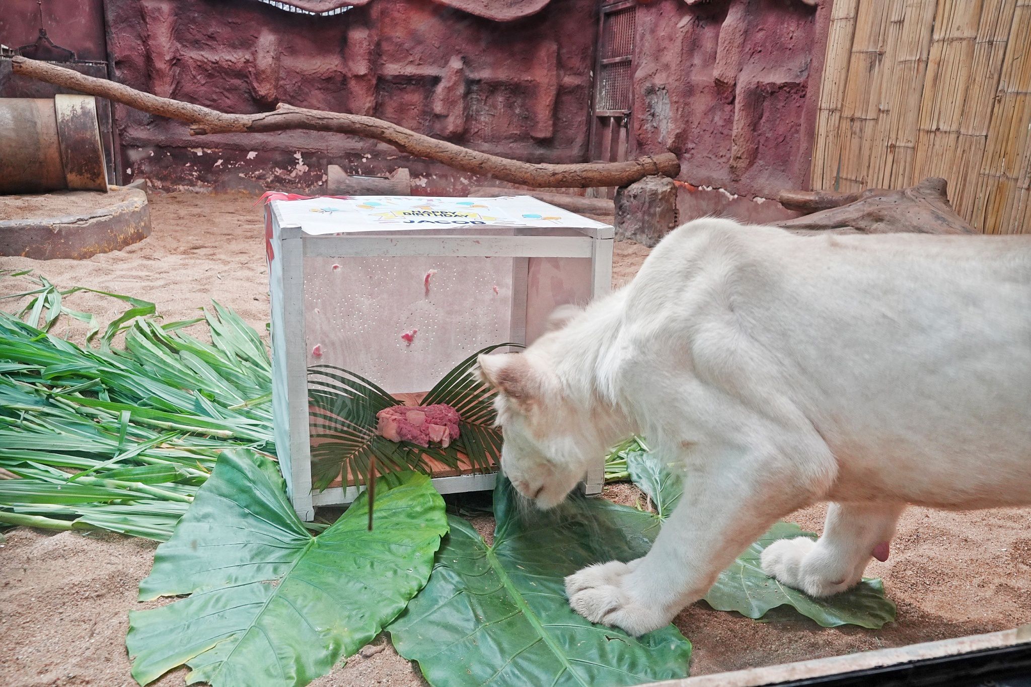 เชียงใหม่ไนท์ซาฟารี ฉลองวันเกิด “จาคอป” ลูกสิงโตขาว อายุครบ 1 ขวบ