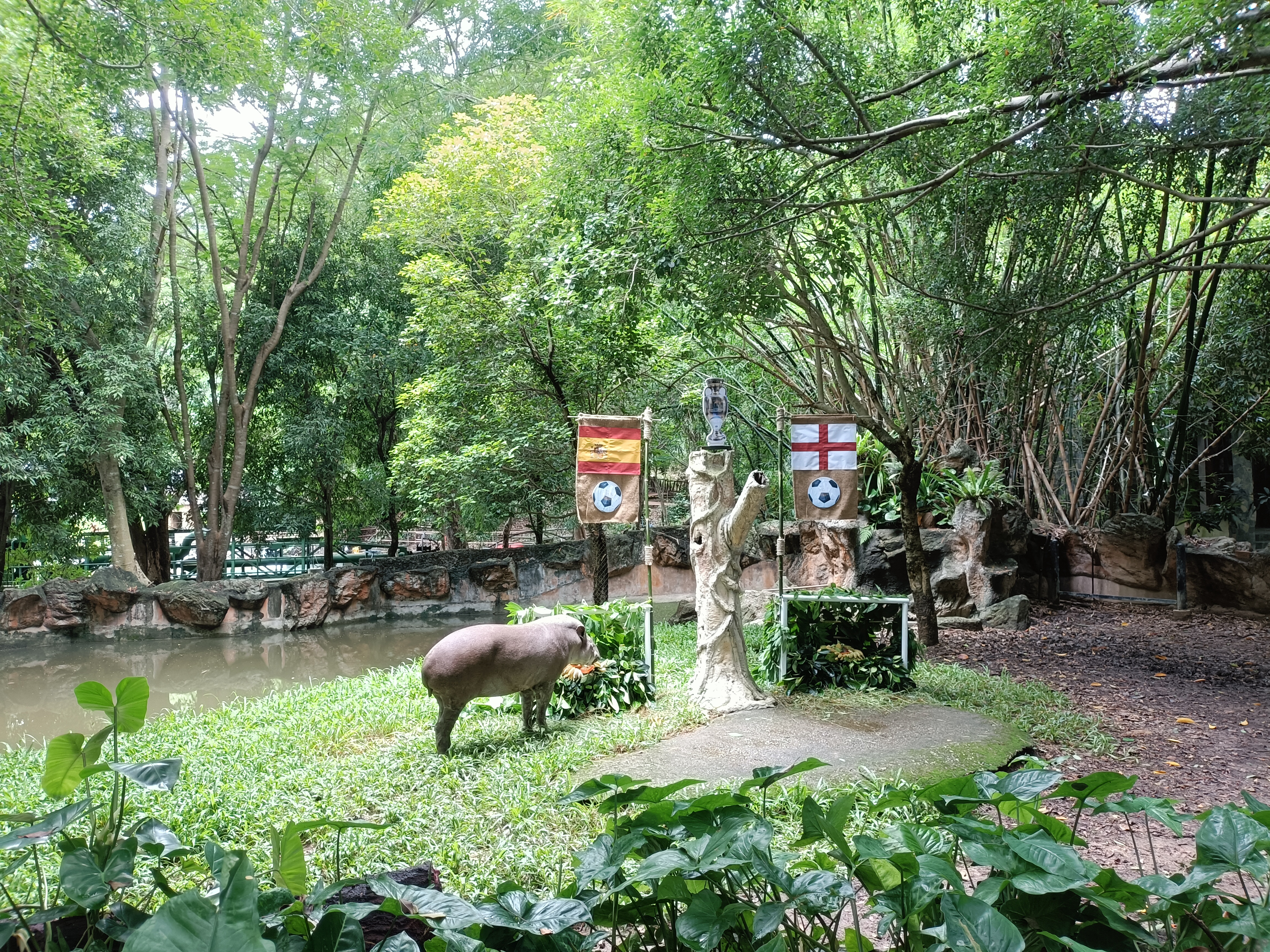 เชียงใหม่ไนท์ซาฟารี ฮือฮา!! “น้องข้าวกล้อง” สมเสร็จบราซิล (Brazllian Tapir) สัตว์ที่มีที่เดียวในประเทศไทย ร่วมสร้างสีสันทายผลฟุตบอลยูโร 2024